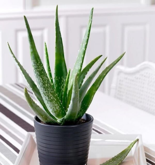 Aloe-Vera Plant