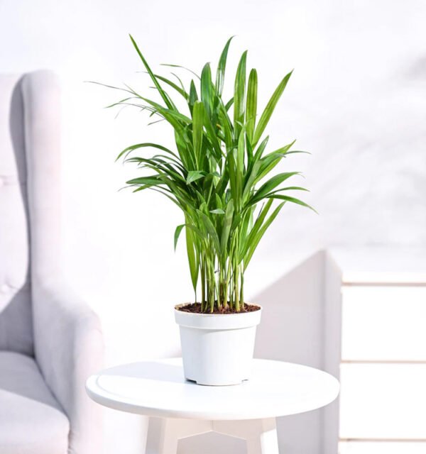 Areca Palm Plant