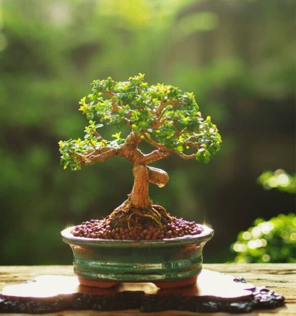 Bonsai Plant