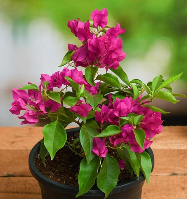 Bougainvillea Plant