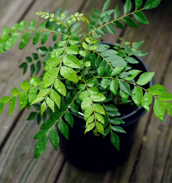 Curry Leaves Plant