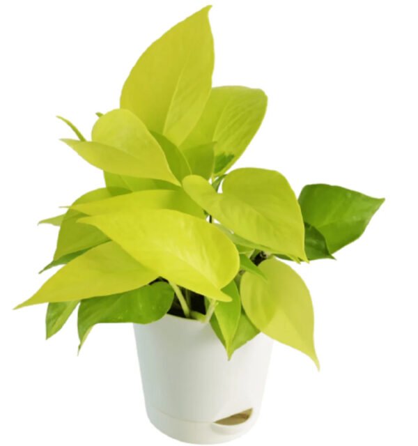 Golden Money Plant