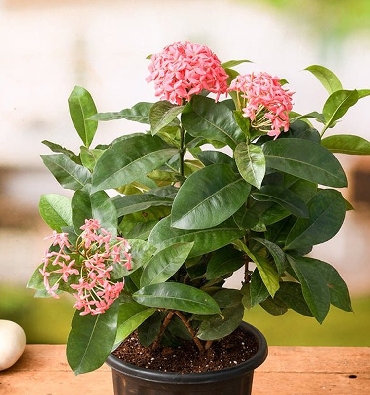 Ixora Plant