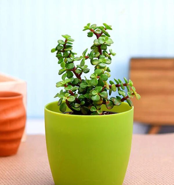 Jade Plant