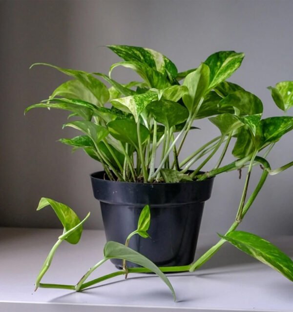 Money Plant