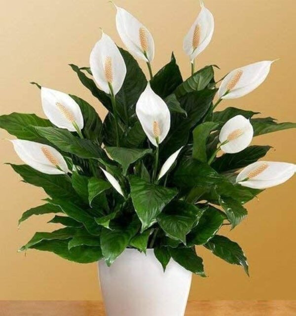 Peace Lily Plant