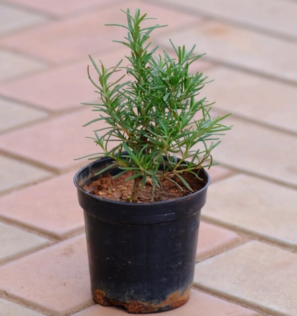 Rosemary Plant