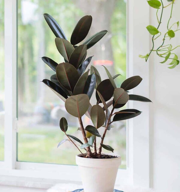 Rubber Plant