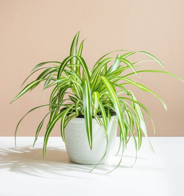 Spider Plant