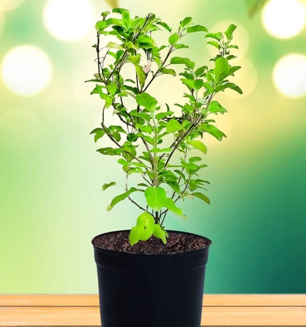 Tulsi Plant