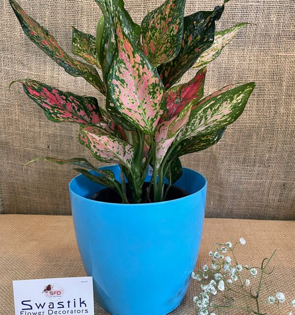 Aglaonema Red Valentine Chinese Evergreen - Image 3