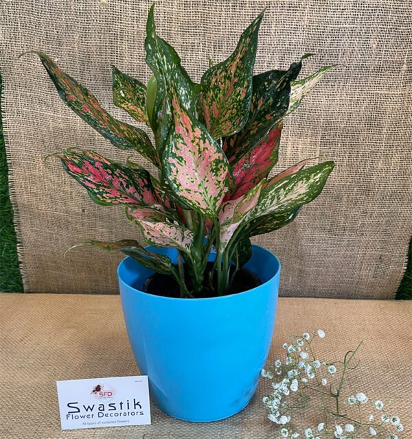 Aglaonema Red Valentine Chinese Evergreen