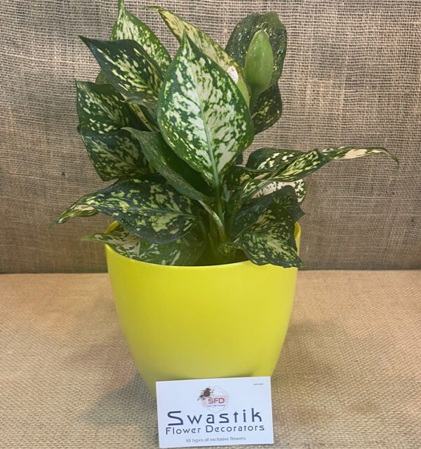 Aglaonema Snow White - Image 5