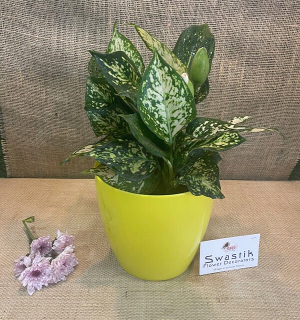 Aglaonema Snow White - Image 4