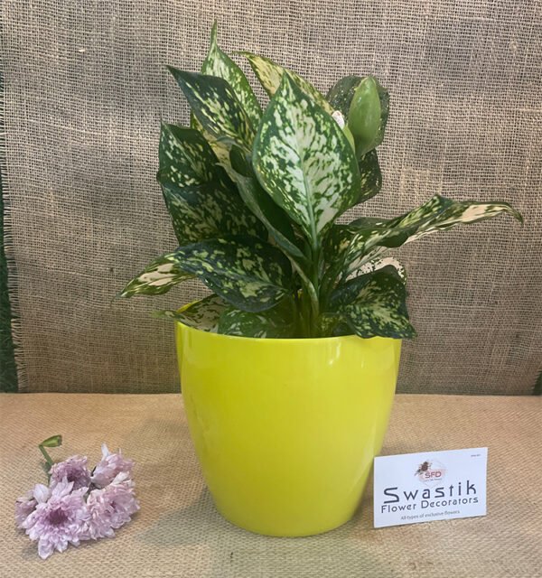 Aglaonema Snow White