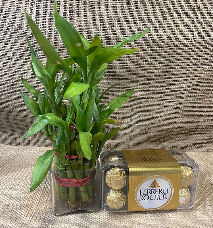 Ferrero with 2 Layer Lucky Bamboo Plant in Square Vase